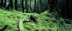 Mossy beech-forest floor