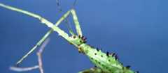 A variable stick insect