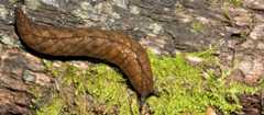 Native slug