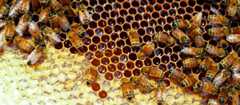 Bees on honeycomb