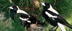Nesting white-backed magpies