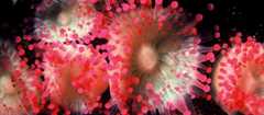 Jewel anemone