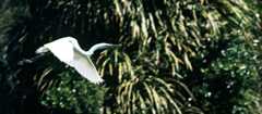 White heron in flight