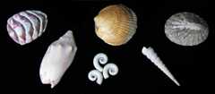 New Zealand shells