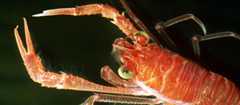 A squat lobster