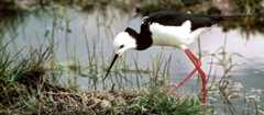Pied stilt at its nest