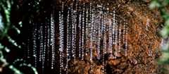 Glow-worms' snares of sticky threads
