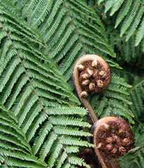 Silver fern koru