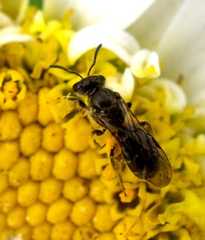 Lasioglossum bee on a daisy