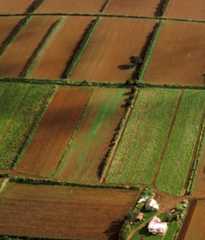Pukekohe market gardens