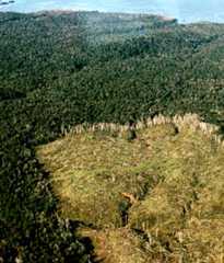 Clearfelled native forest