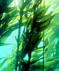 A forest of bladder kelp
