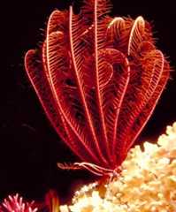 A feather star