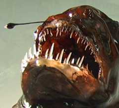 A humpback anglerfish