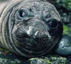 Elephant seal pup