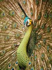 Pavone specifero - Pavo muticus