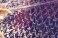 la mante de Rosalia : Photo : L. Dubal