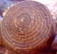 Fez of Rosalia / photo : L. Dubal