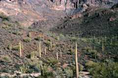 A mountainside poulated by Organ Pipes, Saguaros, Bursage and Palo Verde, photo &copy; by Mike Plagens