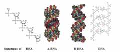 Structures of oligonucleotides