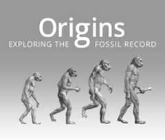 Origins Exploring the Fossil Record Bradshaw Foundation Palaeoanthropology Human Evolution Prehistory Fossils Artifacts Anthropology Species Hominids Hominin