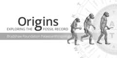 Origins Exploring the Fossil Record Bradshaw Foundation Palaeoanthropology Human Evolution Prehistory Fossils Artifacts Anthropology Species Hominids Hominin