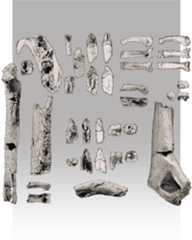 Ardipithecus kadabba