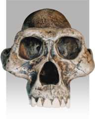 Australopithecus afarensis