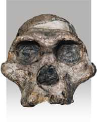 Australopithecus africanus