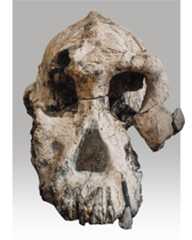 Australopithecus anamensis