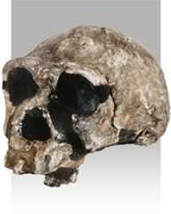 Homo erectus