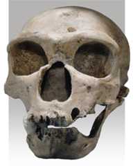 Homo neanderthalensis
