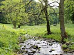 Waldbach im Thüringer Wald