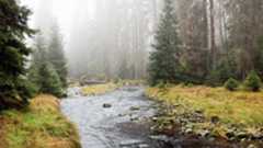 Fluss verläuft durch Wald. Foto: Luka Tomac / FoEI