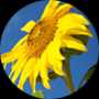 Sonnenblume; Foto: Lisa Pellegrini / unsplash.com