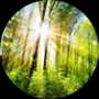 Sonnenbeschienene Laubbäume im Wald; Foto: © Smileus / Fotolia.com
