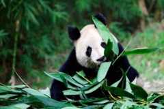 Giant Panda