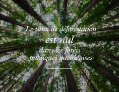 Tuile_Stat3_Une forêt de possibilités