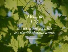 Tuile_Stat4_Une forêt de possibilités