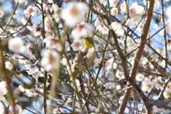 梅とメジロ（2月）