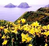 市の花「カンゾウ」 市の花「カンゾウ」の画像