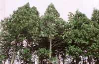 市の木「アテビ」 市の木「アテビ」の画像