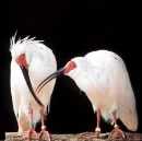 市の鳥「トキ」 市の鳥「トキ」の画像