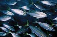 市の魚「ブリ」 市の魚「ブリ」の画像