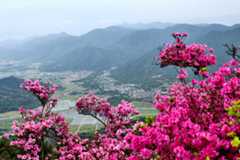 岭上开遍哟映山红