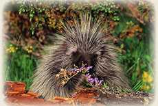 Support Oregon Wildlife