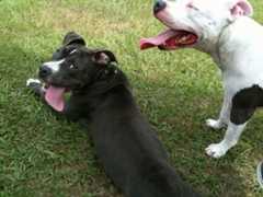 One dog laying in a yard and another standing next to it, tongues hanging out