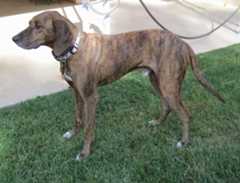 A long drop eared, long tailed, brown brindle with white Plott Hound is standing on grass and it is looking to the left. There is a porch behind it.