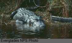 American Alligator Picture