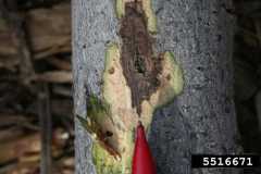 Thousand Cankers Disease - Photo By: Troy Kimoto, Canadian Food Inspection Agency, Bugwood.org